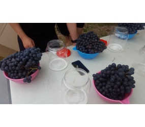 영천 와인 소믈리에 경기대회